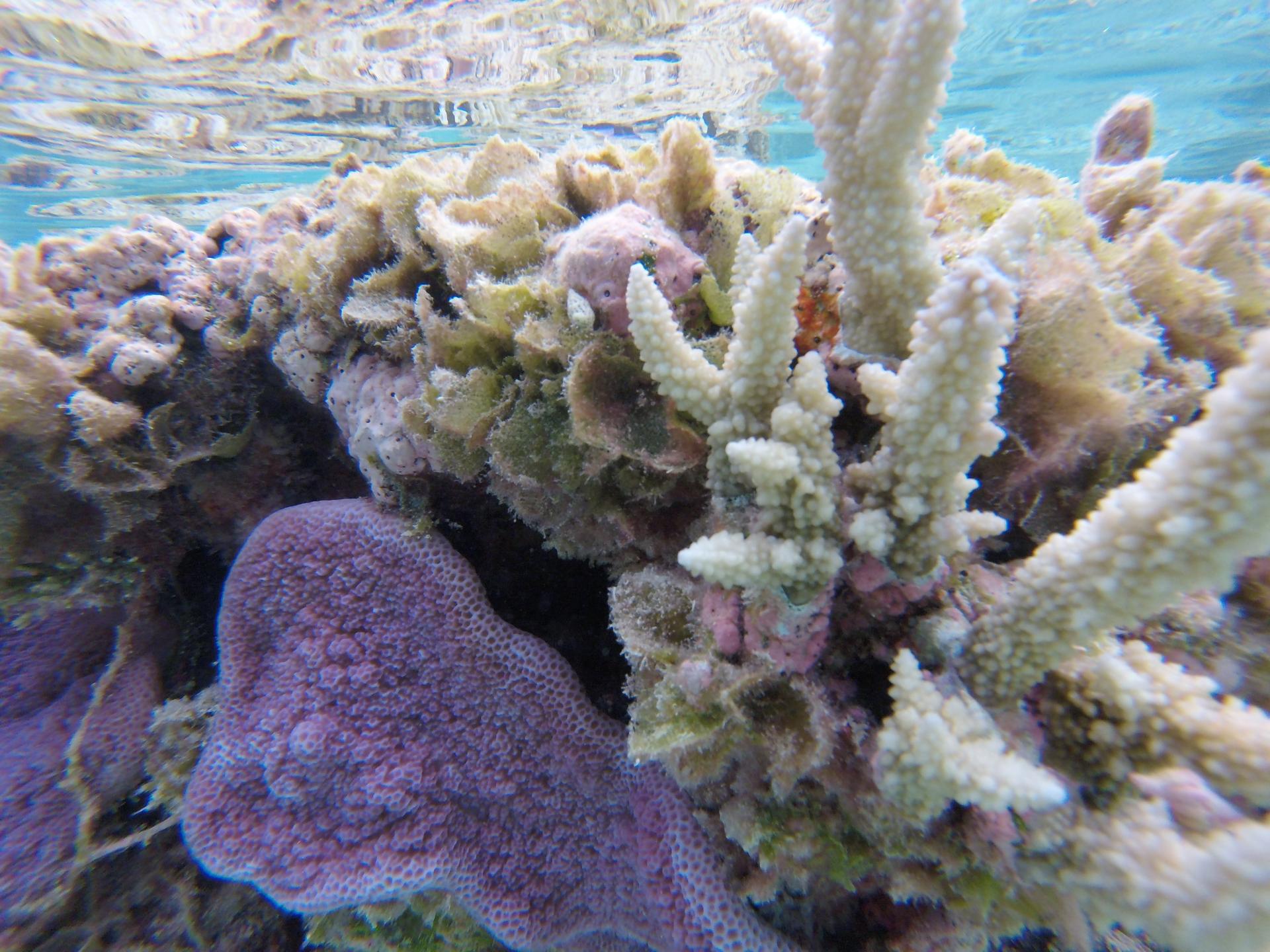 En snorkeling dans le corail